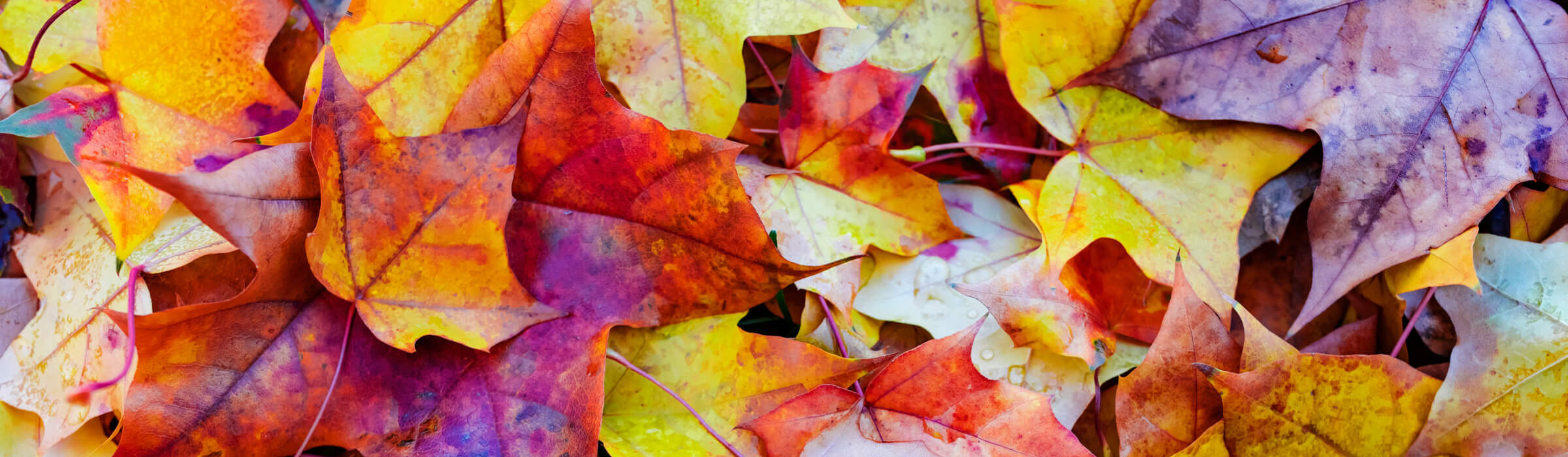 Discover Your True Autumn Color Palette: A Comprehensive Guide